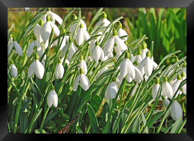 Snowdrops in the English countryside Framed Print by Diana Mower