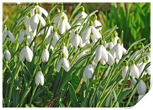 Snowdrops in the English countryside Print by Diana Mower