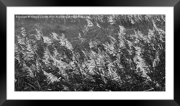 Sunlit grasses Framed Mounted Print by Howard Corlett