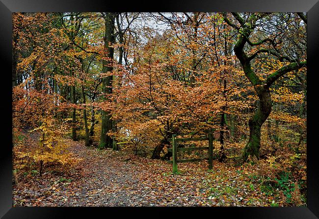 Autumn Roddlesworth Woods Framed Print by Gary Kenyon