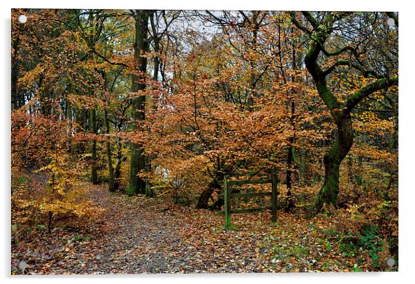 Autumn Roddlesworth Woods Acrylic by Gary Kenyon
