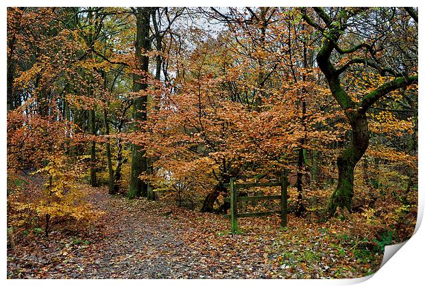 Autumn Roddlesworth Woods Print by Gary Kenyon