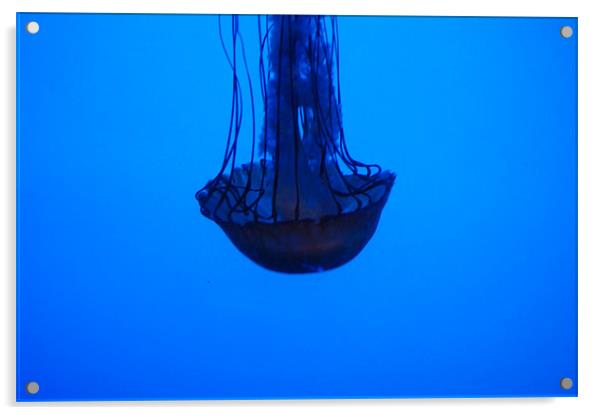 Jellyfish Acrylic by Emma Crowter
