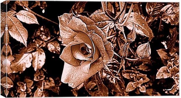 sepia rose Canvas Print by chrissy woodhouse