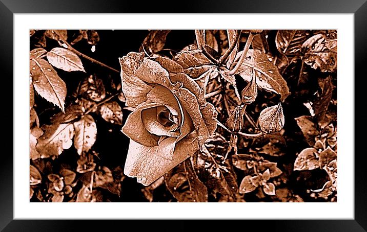 sepia rose Framed Mounted Print by chrissy woodhouse