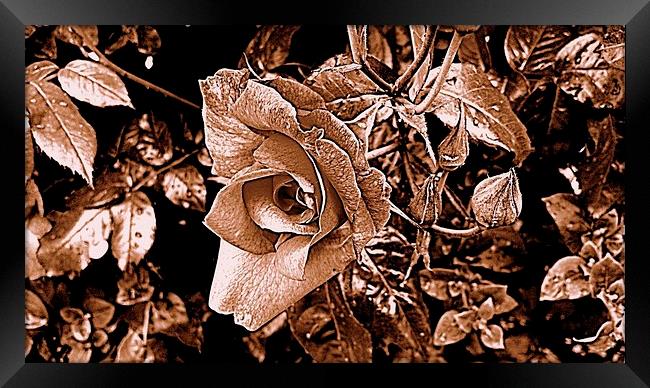 sepia rose Framed Print by chrissy woodhouse