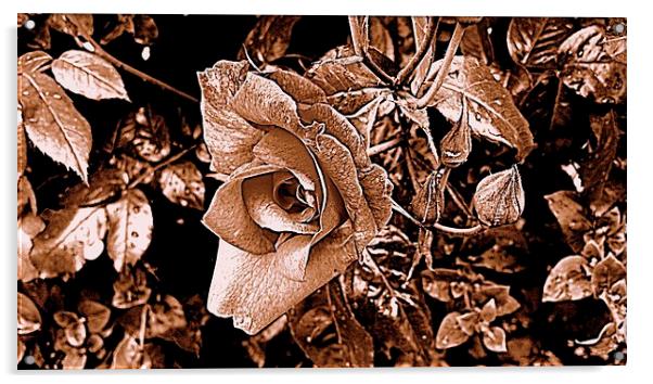 sepia rose Acrylic by chrissy woodhouse