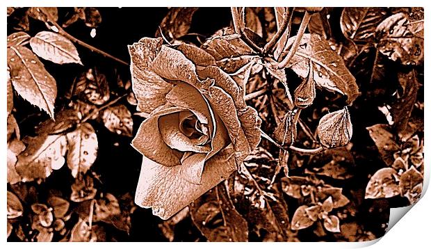 sepia rose Print by chrissy woodhouse