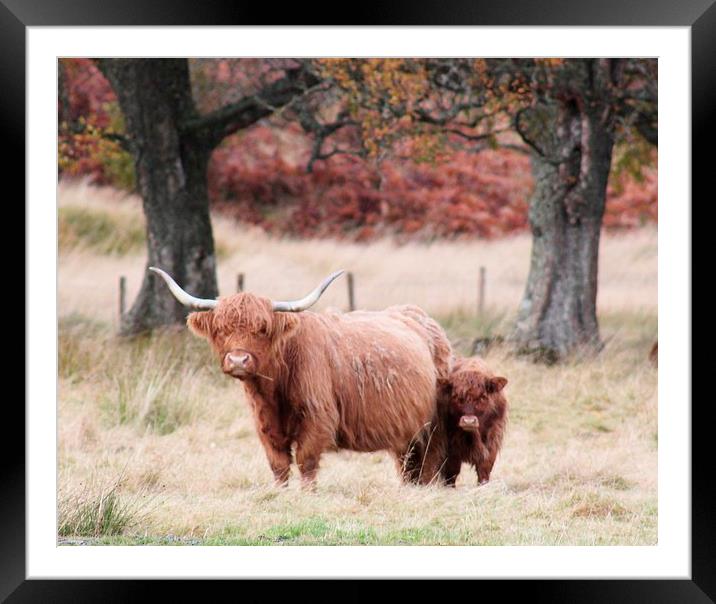 Highland Cow and calf Framed Mounted Print by Claire Colston