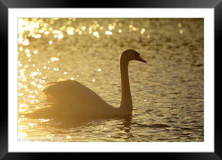 Swan Framed Mounted Print by Simon Hodson