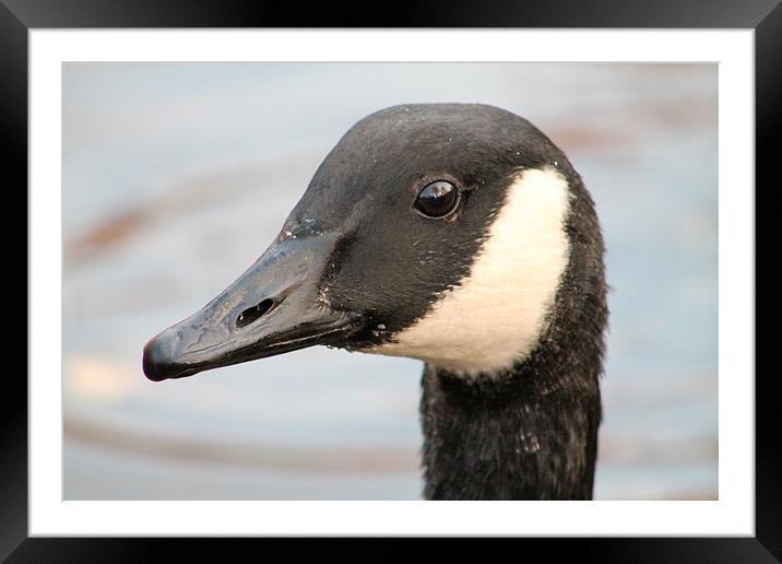 Portrait of a Goose Framed Mounted Print by Juha Remes