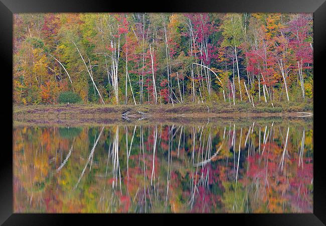 Round Pond Reflection, Adirondacks Framed Print by David Roossien