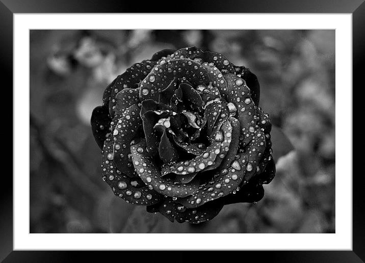 Tears on a Rose Framed Mounted Print by Steven Hayman