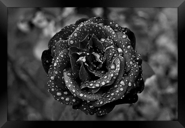 Tears on a Rose Framed Print by Steven Hayman