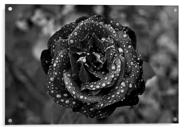 Tears on a Rose Acrylic by Steven Hayman