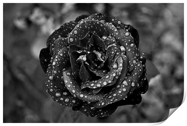 Tears on a Rose Print by Steven Hayman