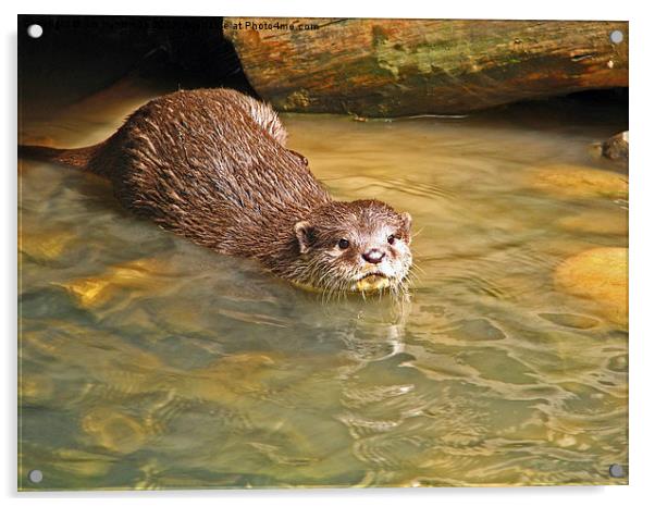 Otter Acrylic by jim huntsman