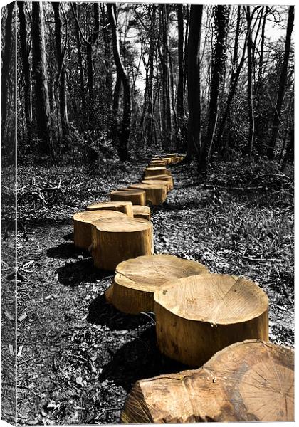 Path Into The Woods Canvas Print by Steven Hayman