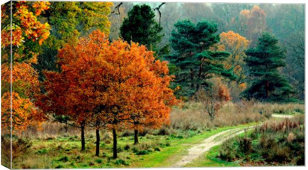 Autumn Mist Canvas Print by Laura McGlinn Photog