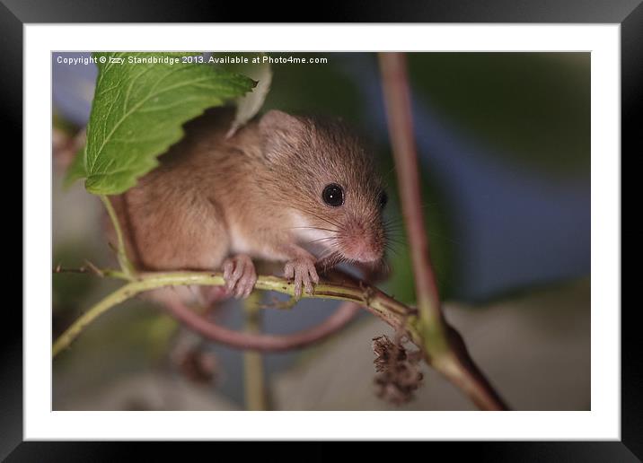 Harvest mouse on a raspberry bush Framed Mounted Print by Izzy Standbridge
