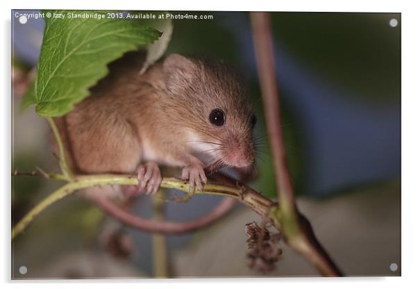 Harvest mouse on a raspberry bush Acrylic by Izzy Standbridge