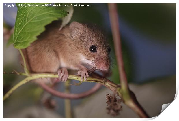 Harvest mouse on a raspberry bush Print by Izzy Standbridge
