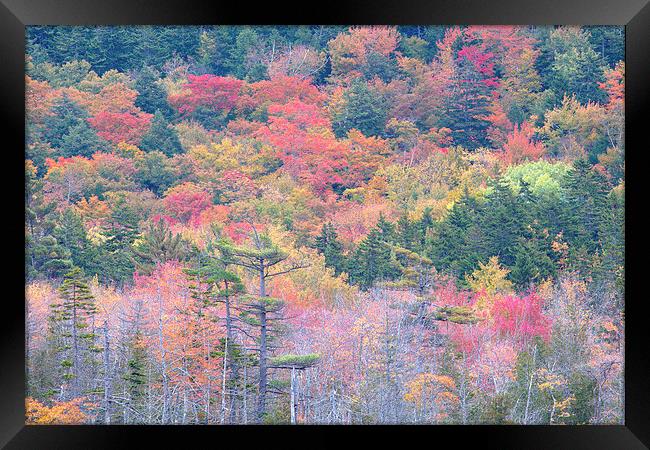 Fall Colors In Acadia National Park, Maine, USA Framed Print by David Roossien