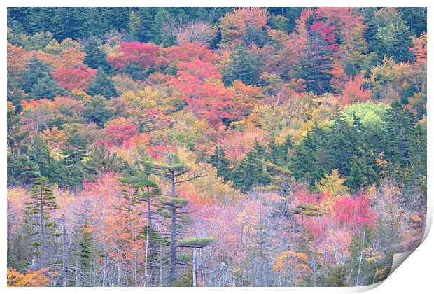 Fall Colors In Acadia National Park, Maine, USA Print by David Roossien