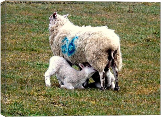 Hungry Lambs Canvas Print by Bill Lighterness