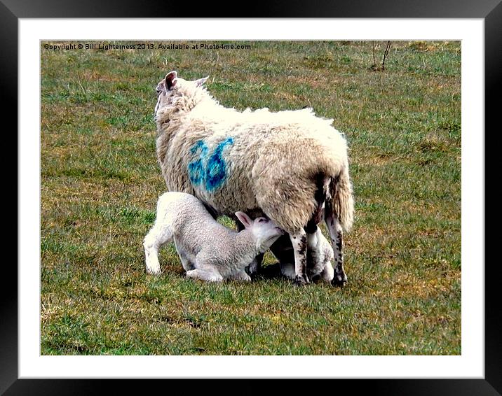 Hungry Lambs Framed Mounted Print by Bill Lighterness