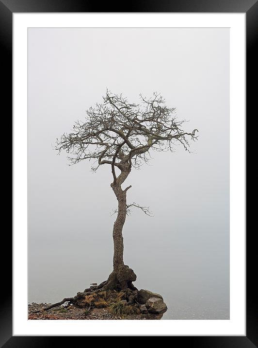 Milarrochy Tree Framed Mounted Print by Grant Glendinning