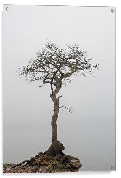 Milarrochy Tree Acrylic by Grant Glendinning