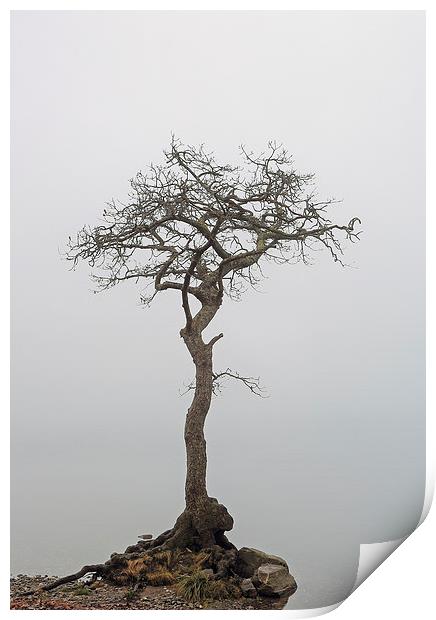 Milarrochy Tree Print by Grant Glendinning