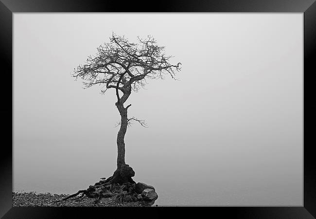 Milarrochy Tree Framed Print by Grant Glendinning