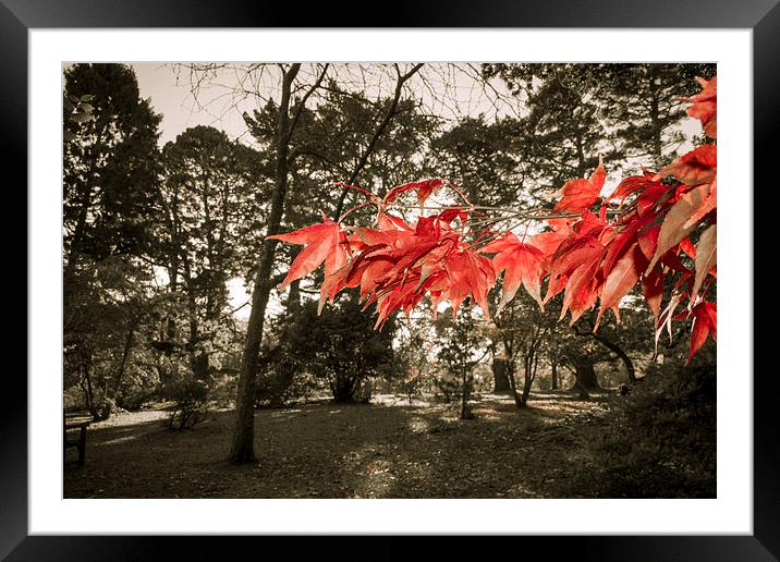 Clyne Gardens Red Framed Mounted Print by Dan Davidson