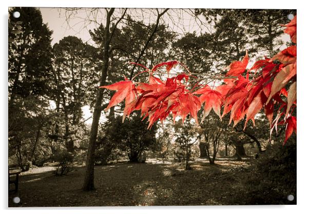 Clyne Gardens Red Acrylic by Dan Davidson