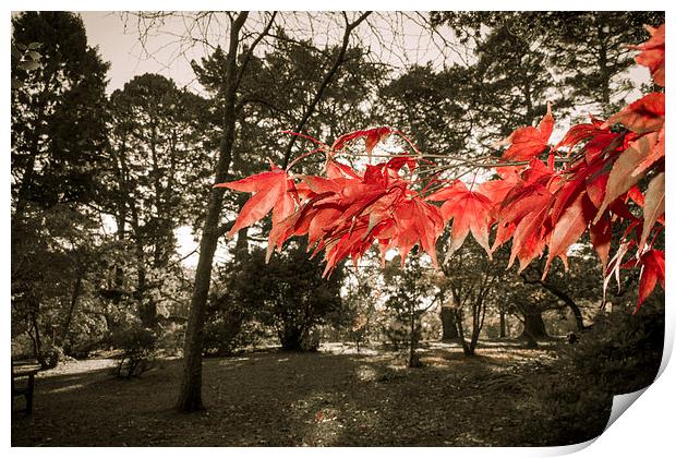 Clyne Gardens Red Print by Dan Davidson
