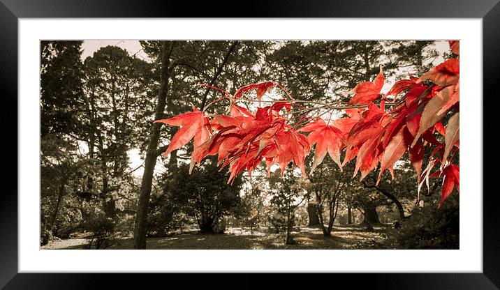 Autumn Red Framed Mounted Print by Dan Davidson