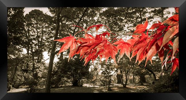 Autumn Red Framed Print by Dan Davidson