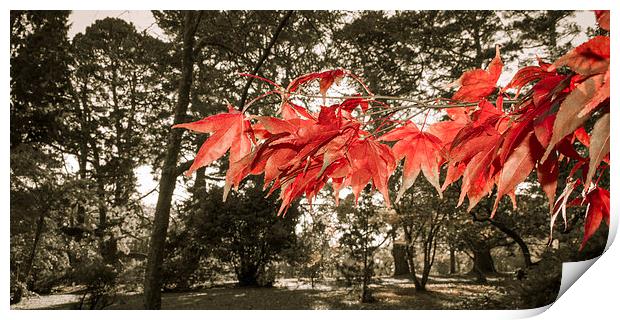 Autumn Red Print by Dan Davidson
