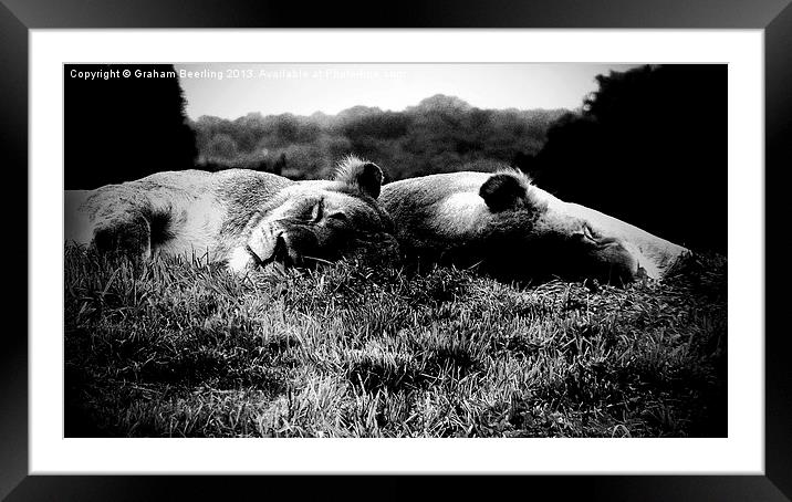Sleeping Lions Framed Mounted Print by Graham Beerling