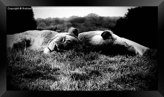 Sleeping Lions Framed Print by Graham Beerling