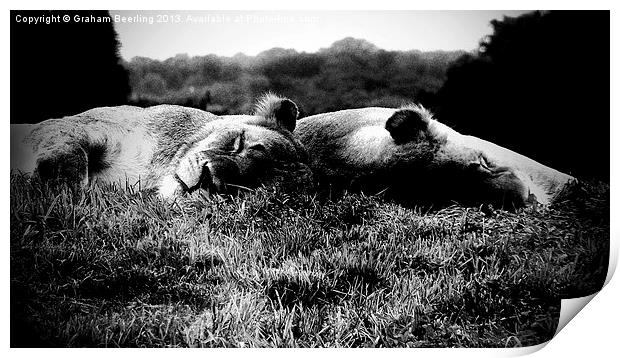Sleeping Lions Print by Graham Beerling