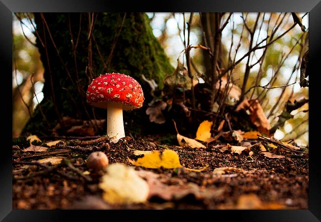 Fly agaric during sunset Framed Print by Joan le Poole