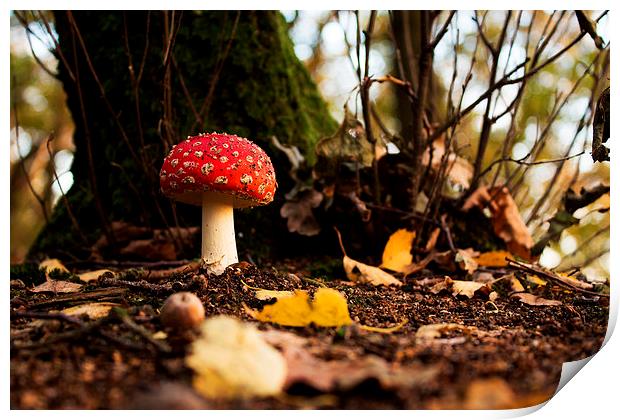 Fly agaric during sunset Print by Joan le Poole