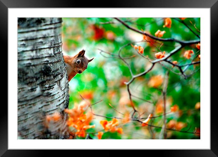 Red squirrel Framed Mounted Print by Macrae Images