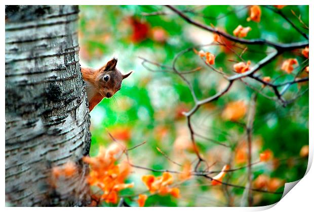 Red squirrel Print by Macrae Images