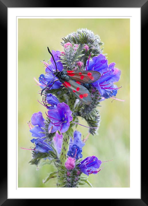Six Spot Burnet Framed Mounted Print by Colin Tracy