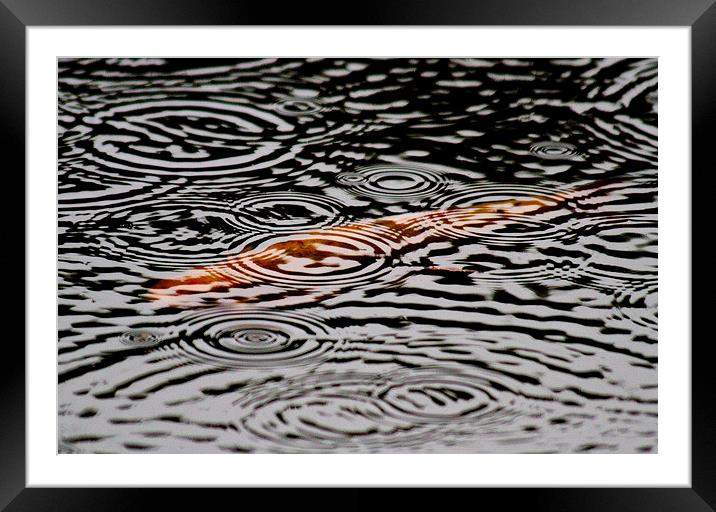 Goldfish in the Rain Framed Mounted Print by Colin Tracy
