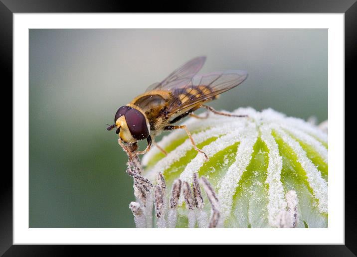 Hoverfly on Poppy Framed Mounted Print by Colin Tracy